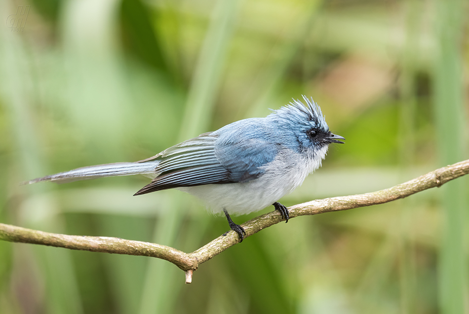 lejskovec dlouhoocasý - Elminia longicauda