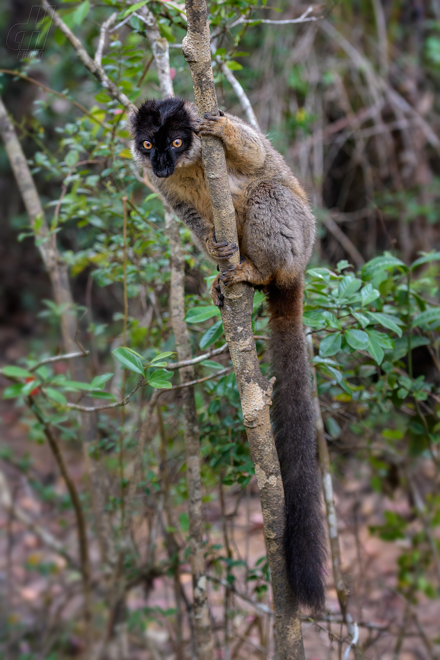 lemur bělohlavý - Eulemur fulvus