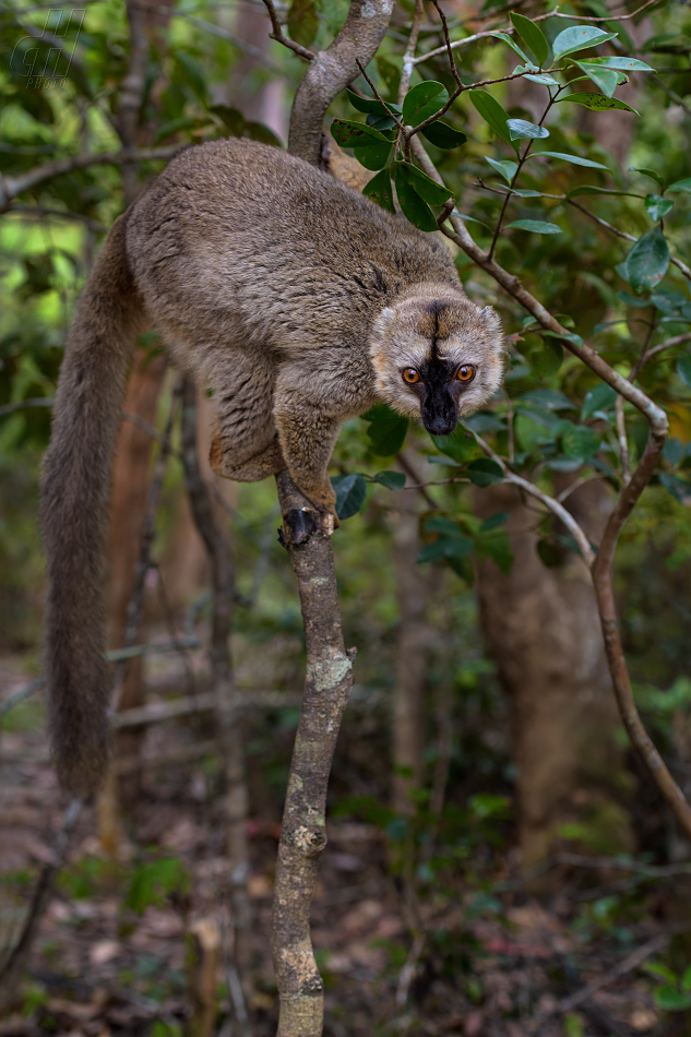 lemur bělohlavý - Eulemur fulvus