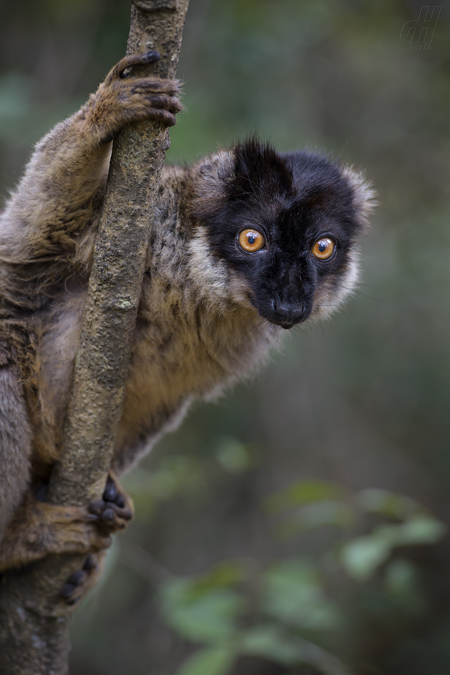 lemur bělohlavý - Eulemur fulvus