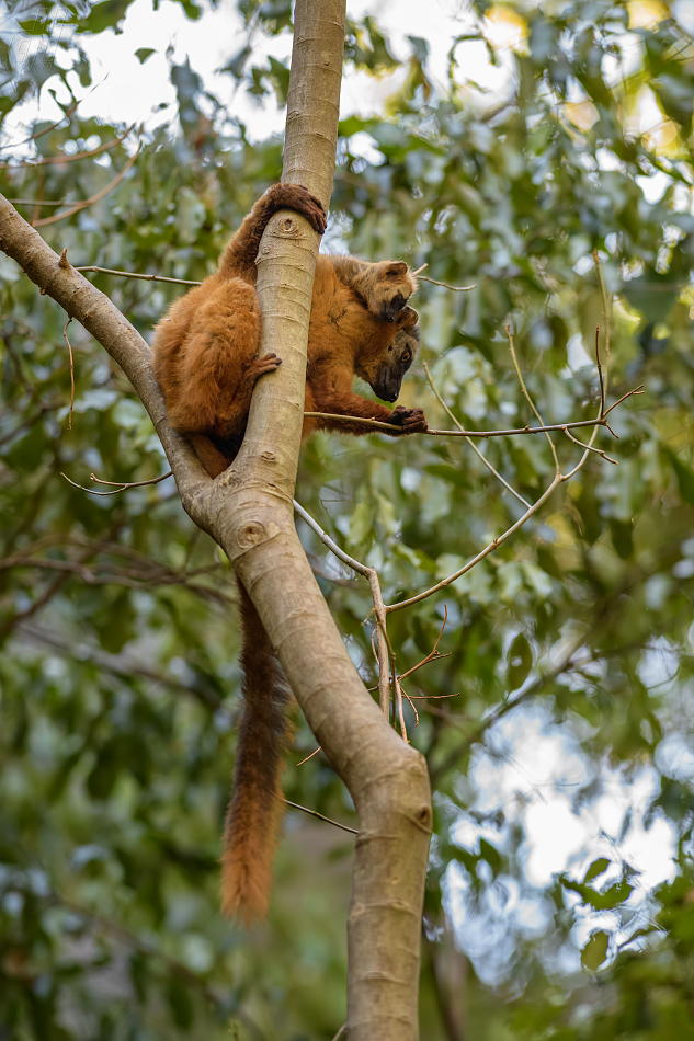 lemur červenavý - Eulemur rufus