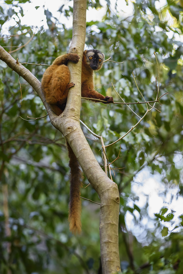 lemur červenavý - Eulemur rufus