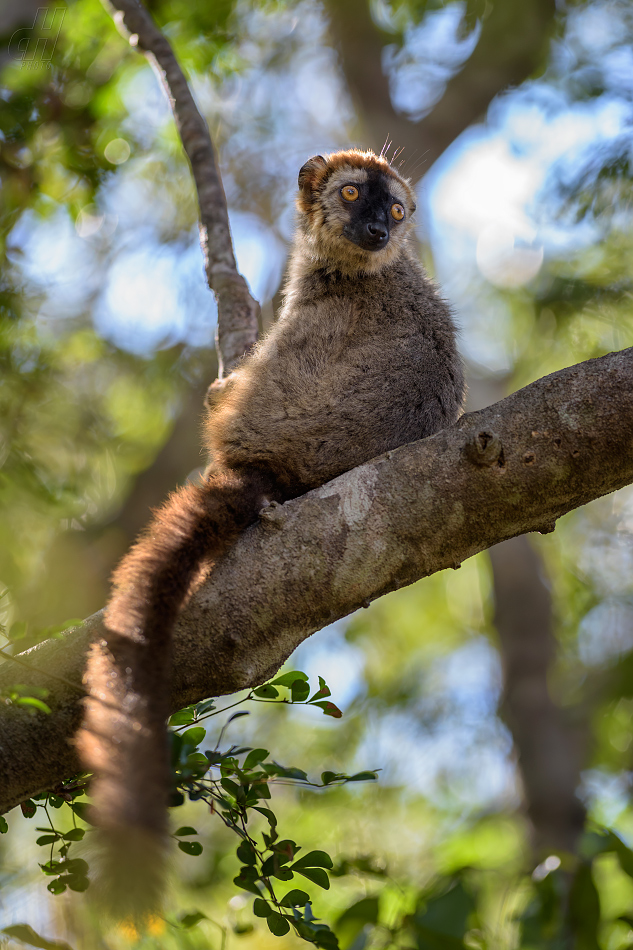 lemur červenavý - Eulemur rufus