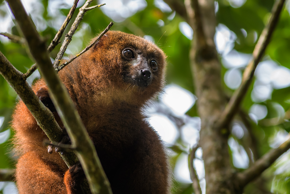 lemur červenobřichý - Eulemur rubriventer