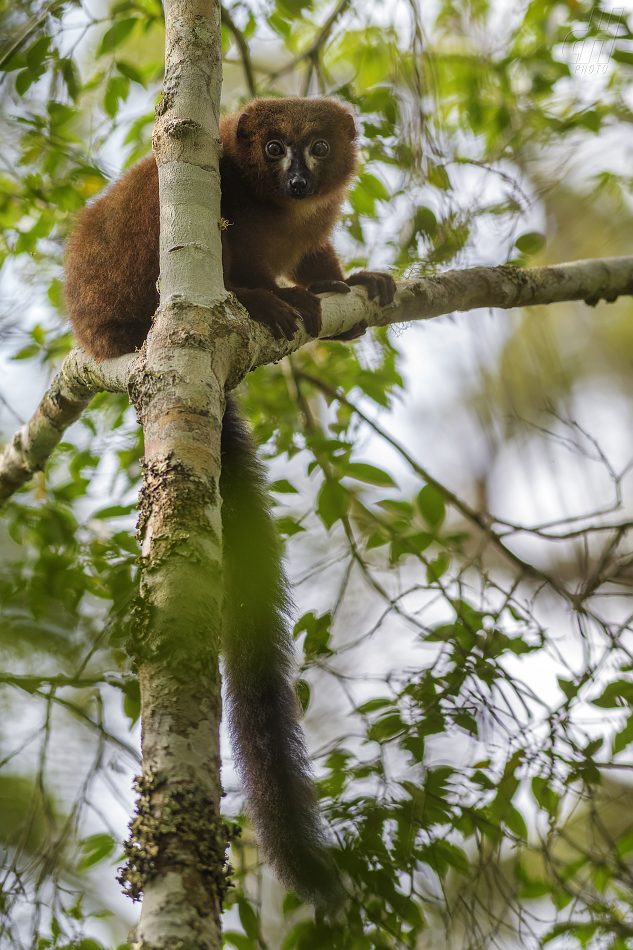 lemur červenobřichý - Eulemur rubriventer