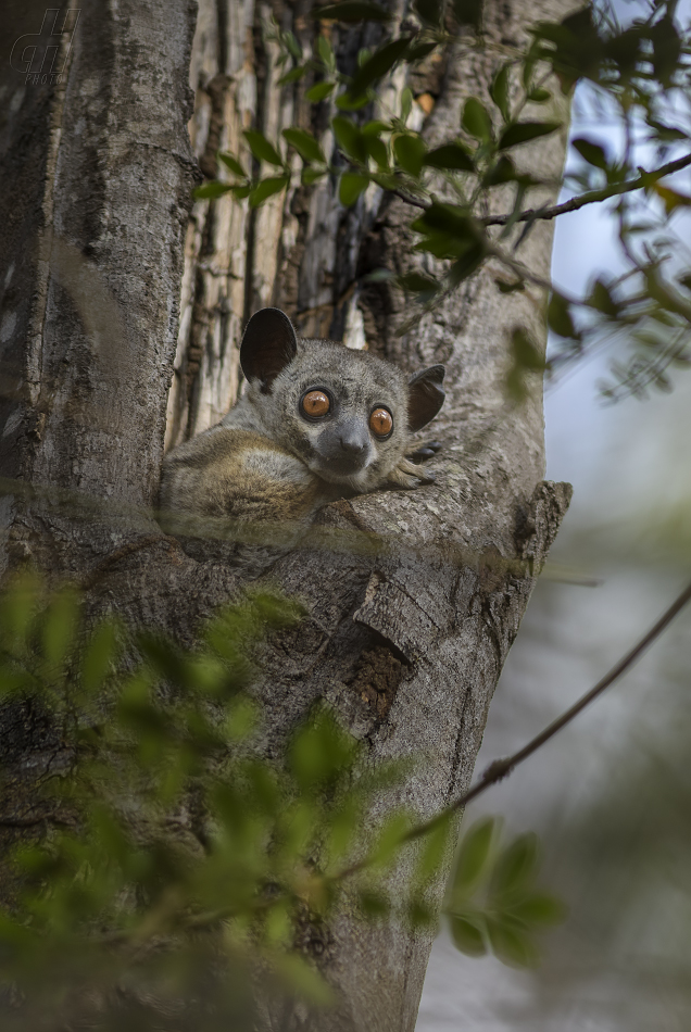 lemur drobný - Lepilemur ruficaudatus