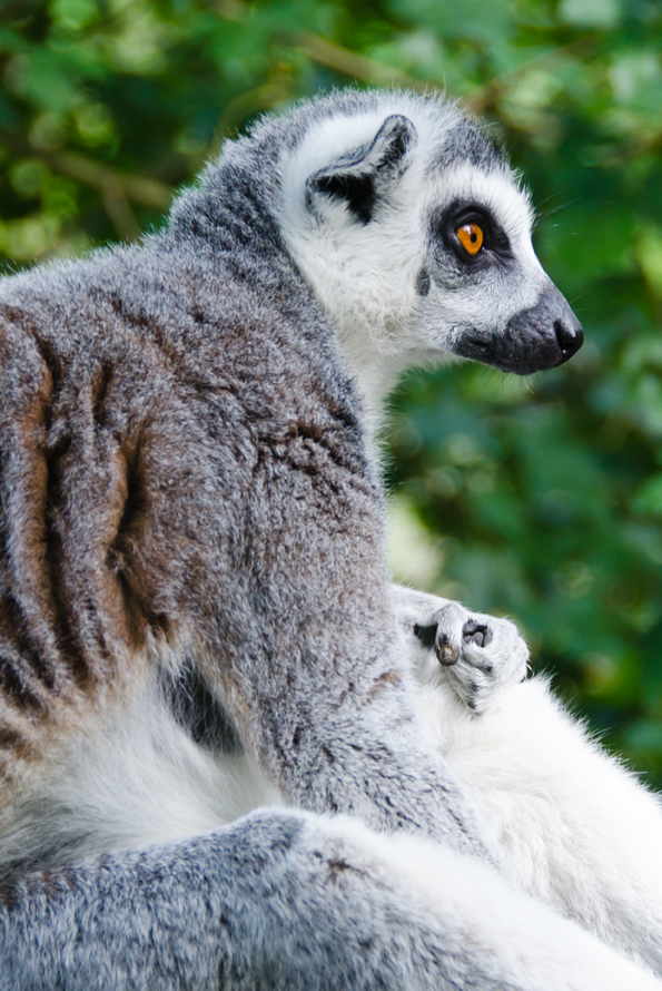 lemur kata - Lemur catta