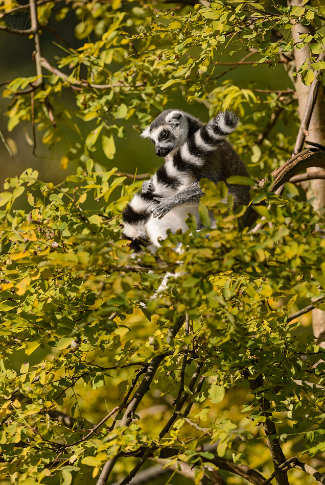 lemur kata - Lemur catta