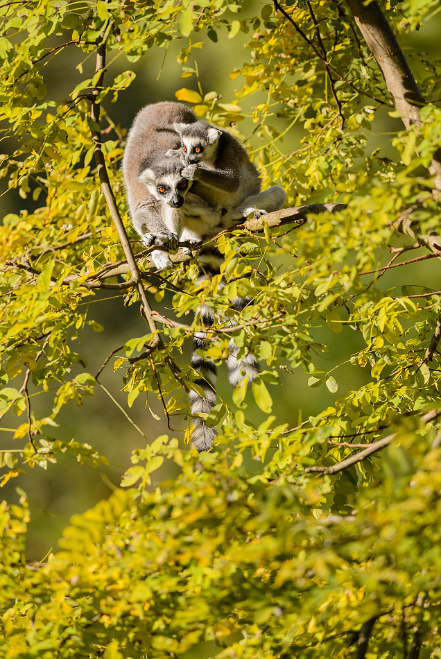 lemur kata - Lemur catta
