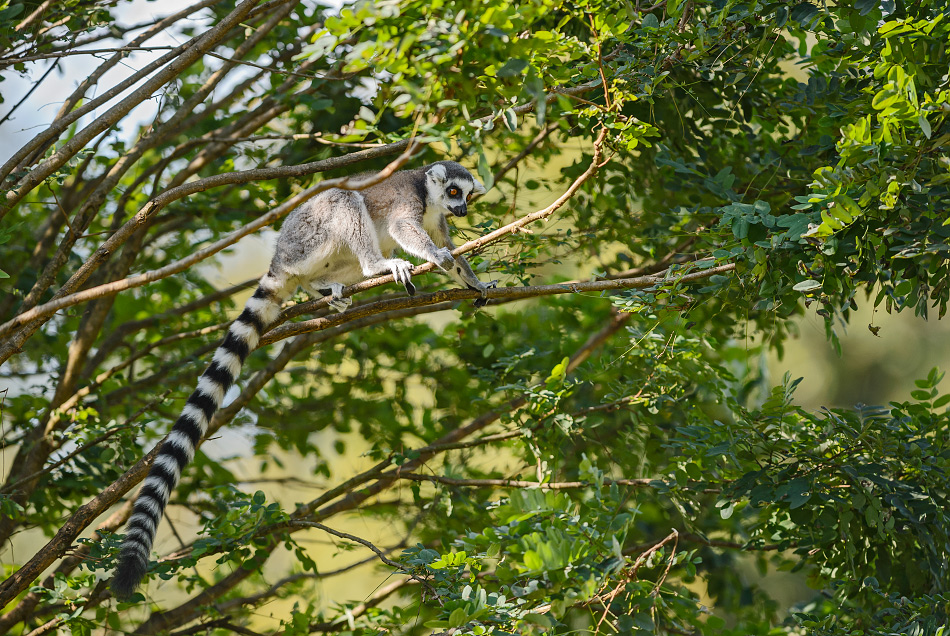 lemur kata - Lemur catta