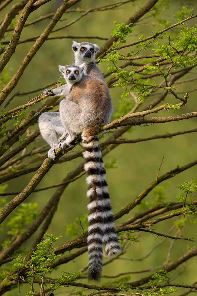 lemur kata - Lemur catta