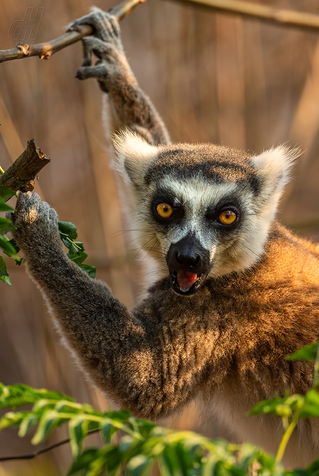 lemur kata - Lemur catta