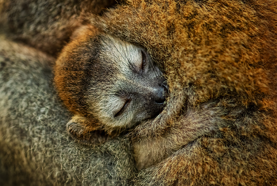 lemur korunkatý - Eulemur coronatus
