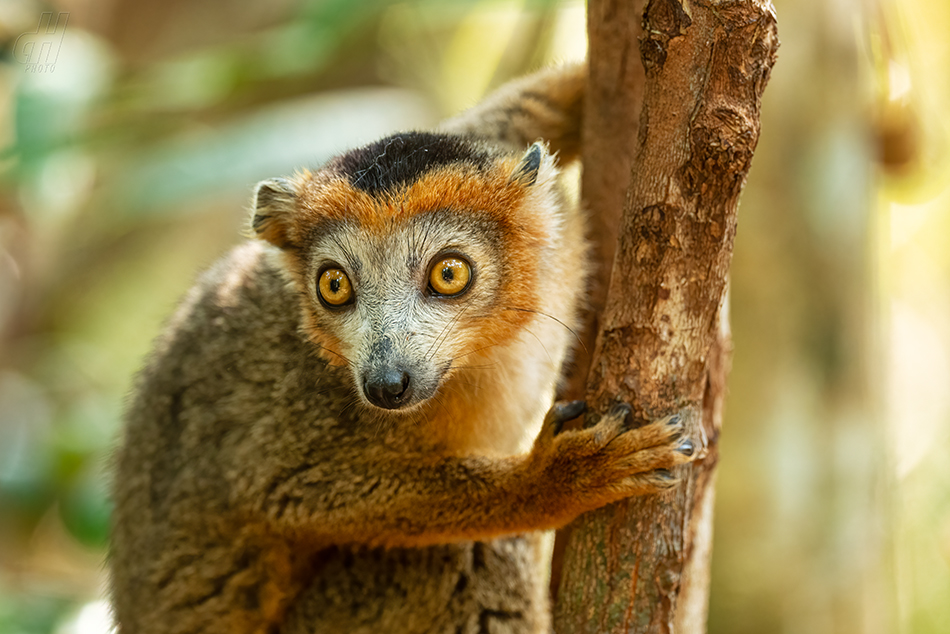 lemur korunkatý - Eulemur coronatus