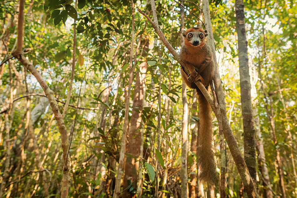 lemur korunkatý - Eulemur coronatus