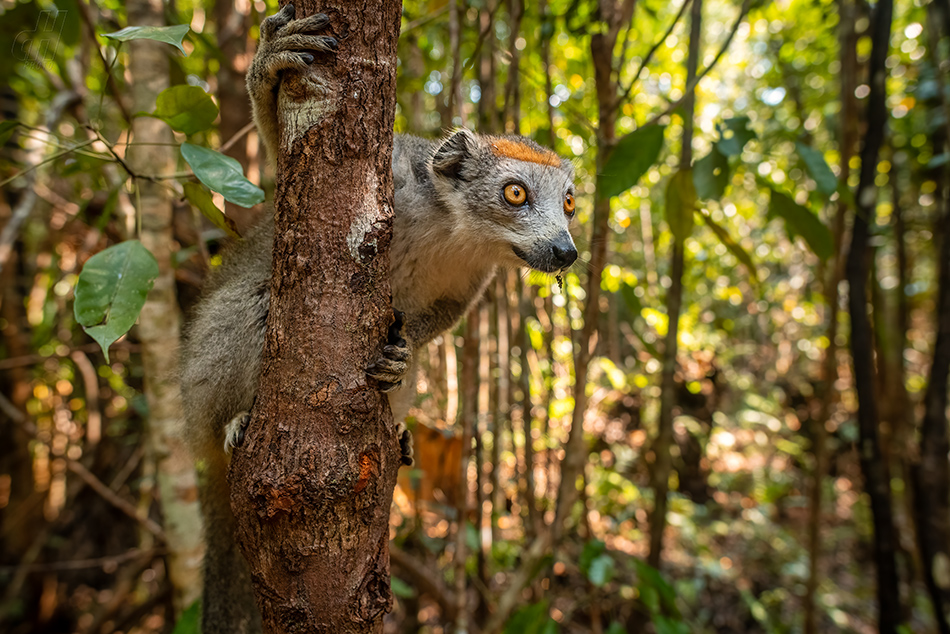 lemur korunkatý - Eulemur coronatus