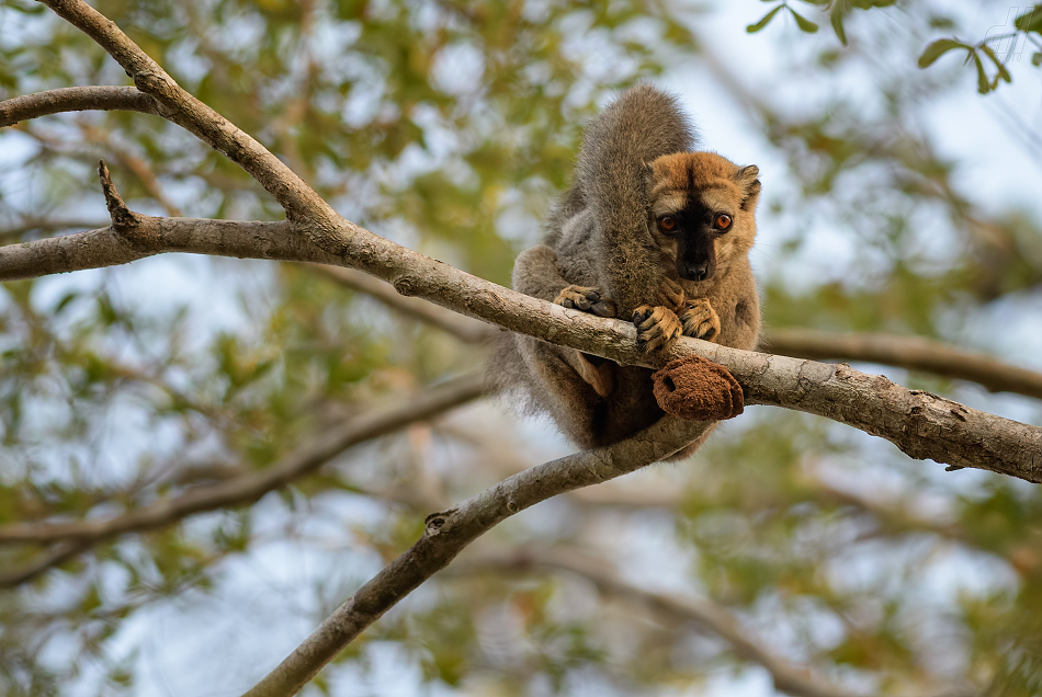 lemur rudočelý - Eulemur rufifrons