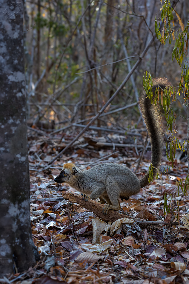 lemur rudočelý - Eulemur rufifrons