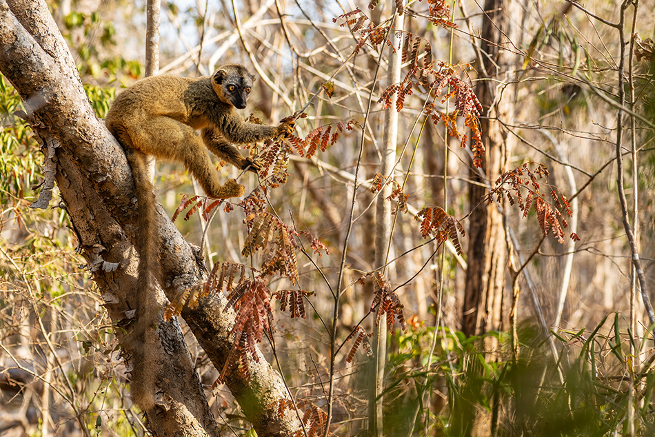 lemur rudočelý - Eulemur rufifrons