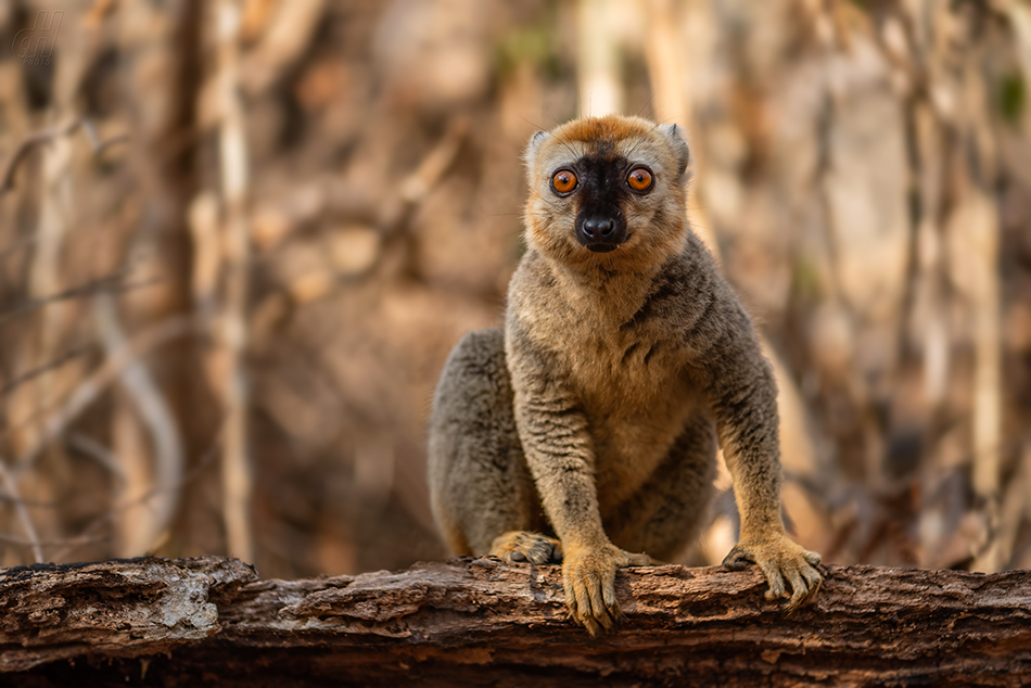 lemur rudočelý - Eulemur rufifrons