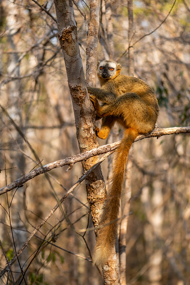 lemur rudočelý - Eulemur rufifrons