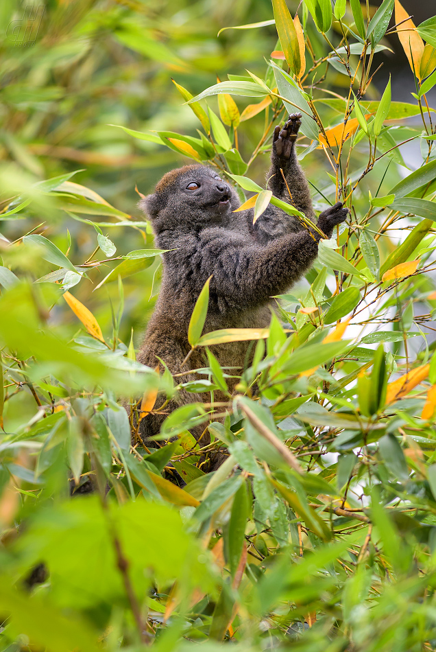 lemur šedý - Hapalemur griseus