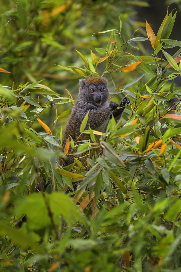 lemur šedý - Hapalemur griseus
