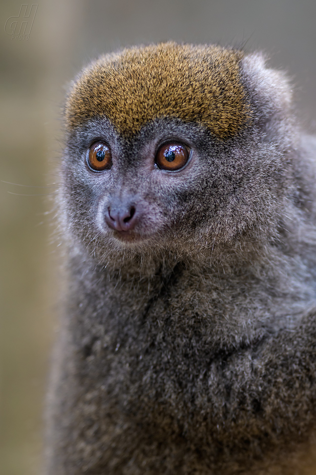 lemur šedý - Hapalemur griseus