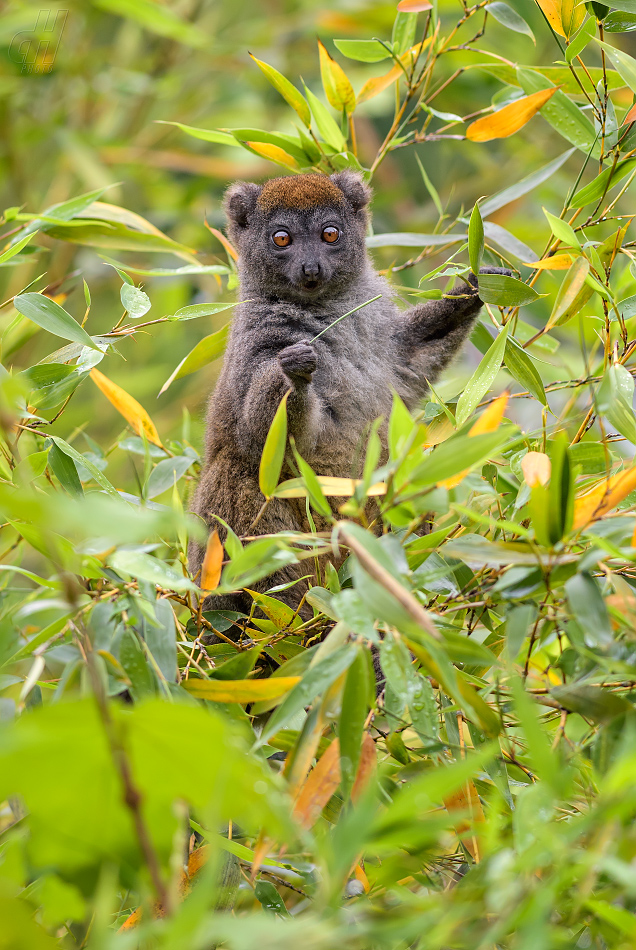 lemur šedý - Hapalemur griseus
