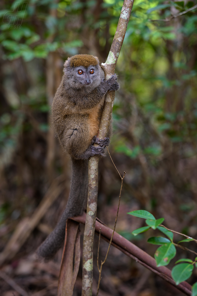 lemur šedý - Hapalemur griseus