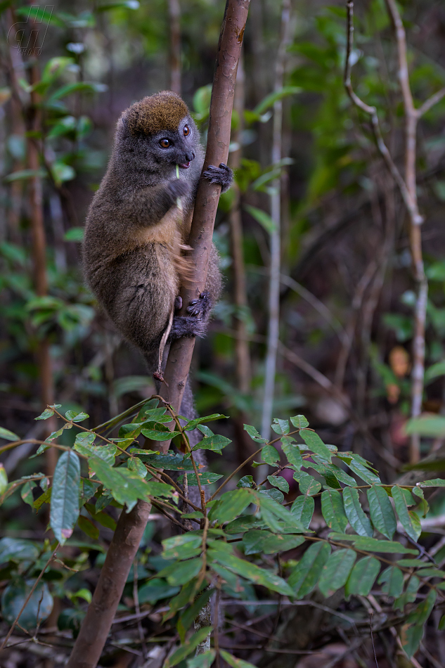 lemur šedý - Hapalemur griseus