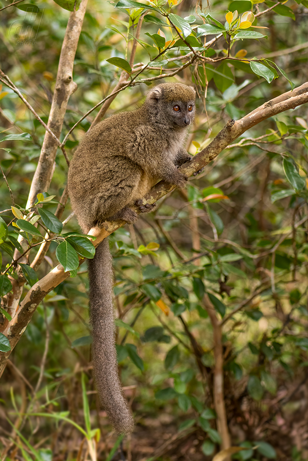 lemur šedý - Hapalemur griseus