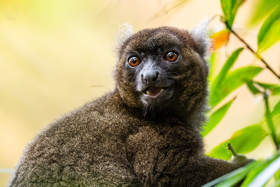 lemur širokonosý - Prolemur simus