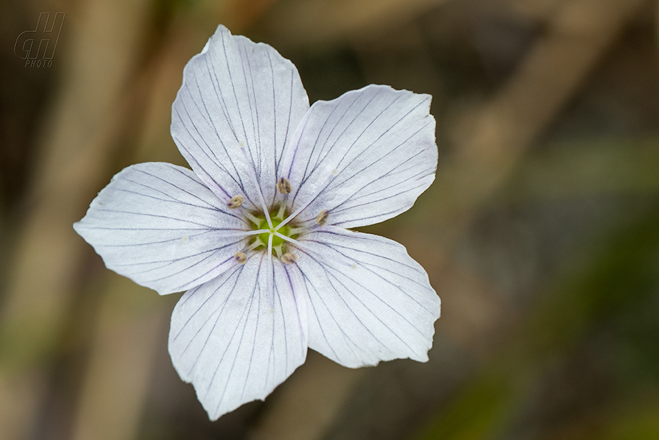len tenkolistý - Linum tenuifolium