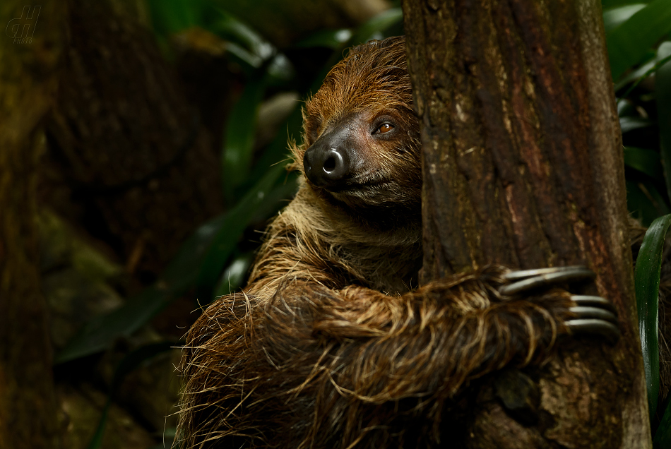 lenochod dvouprstý - Choloepus didactylus