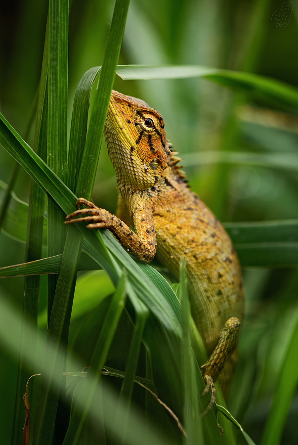 lepoještěr mramorovaný - Calotes emma