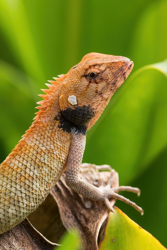 lepoještěr pestrý - Calotes versicolor