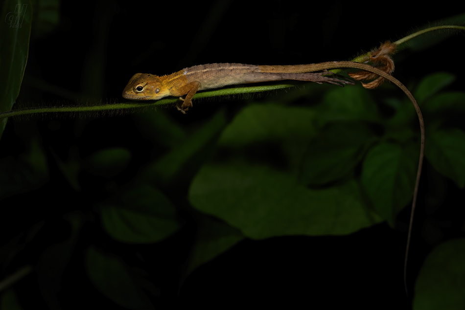 lepoještěr pestrý - Calotes versicolor