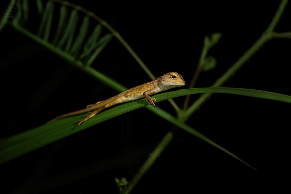 lepoještěr pestrý - Calotes versicolor