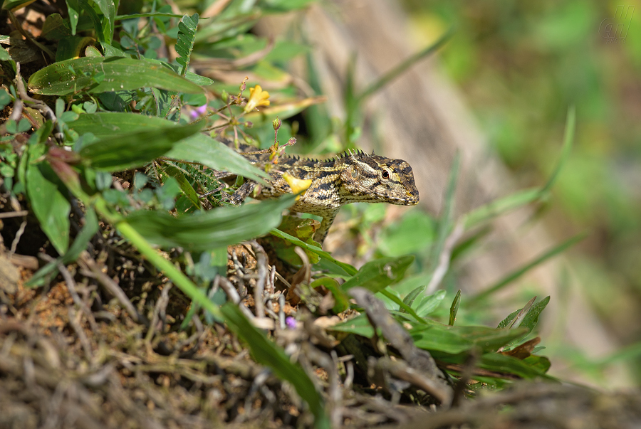 lepoještěr pestrý - Calotes versicolor