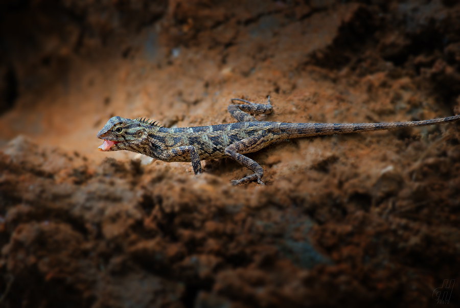lepoještěr pestrý - Calotes versicolor