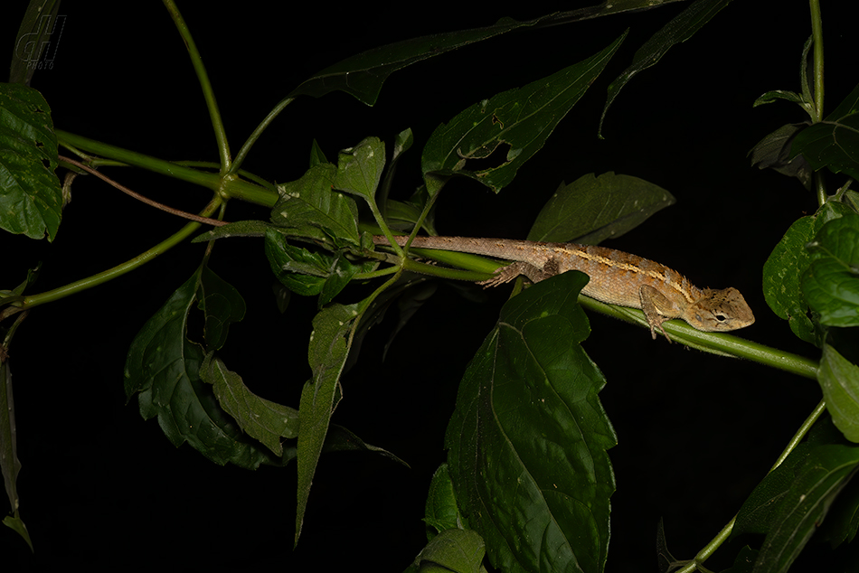 lepoještěr pestrý - Calotes versicolor