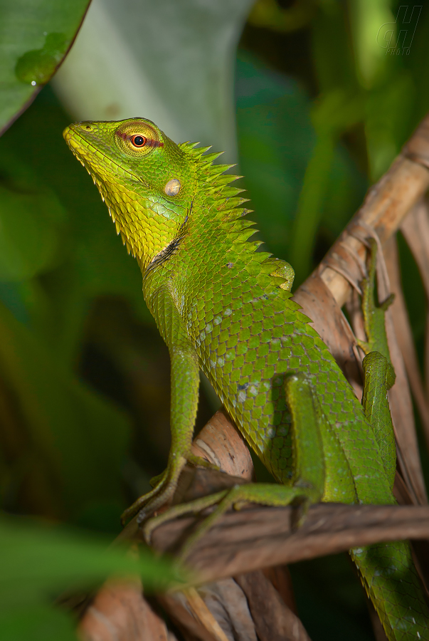 lepoještěr zelený - Calotes calotes