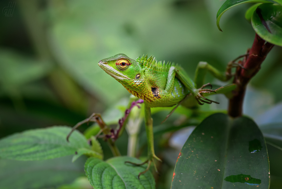 lepoještěr zelený - Calotes calotes