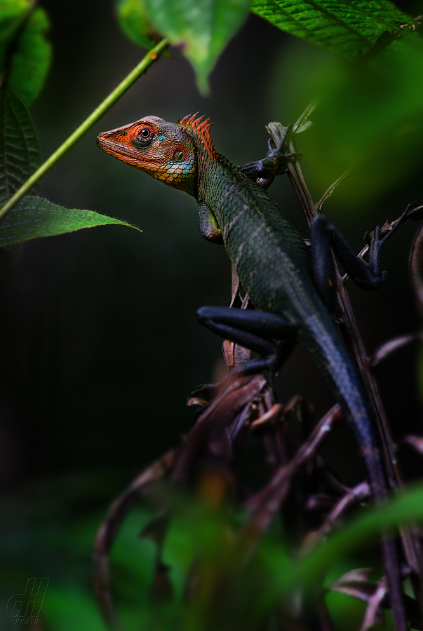lepoještěr zelený - Calotes calotes