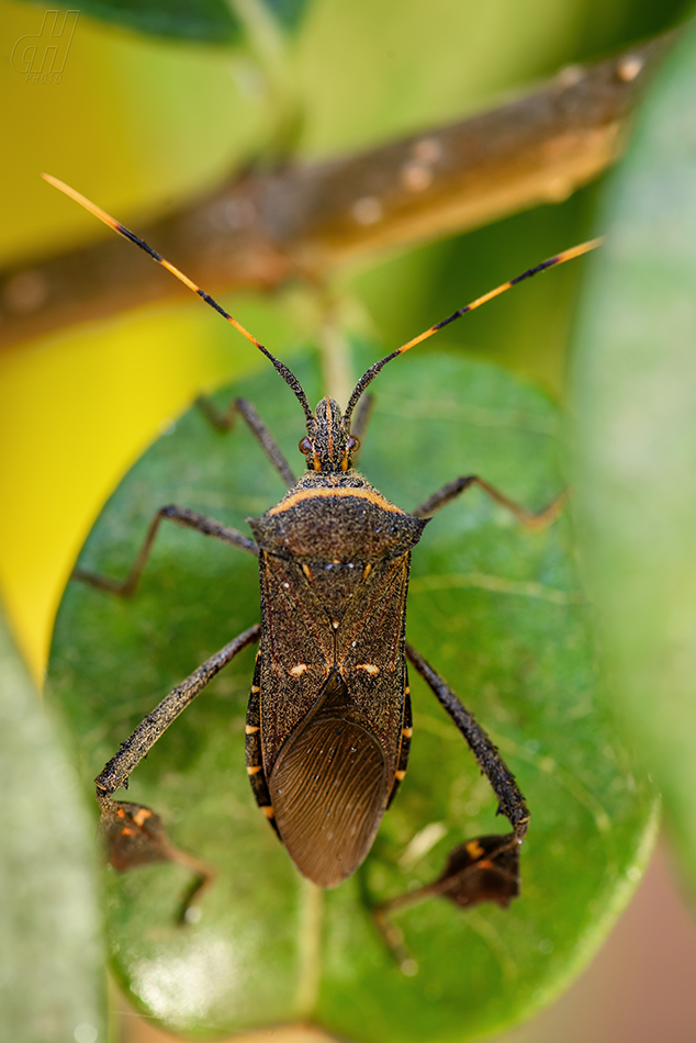 Leptoglossus gonagra