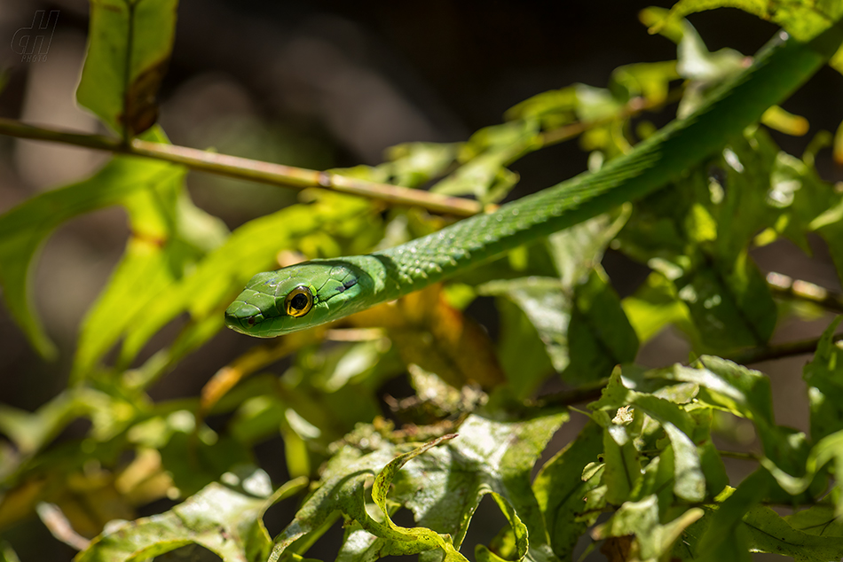 Leptophis ahaetulla