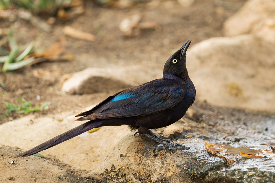 leskoptev proužkoocasá - Lamprotornis purpuroptera