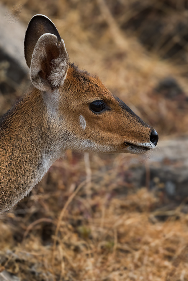 lesoň - Tragelaphus scriptus meneliki