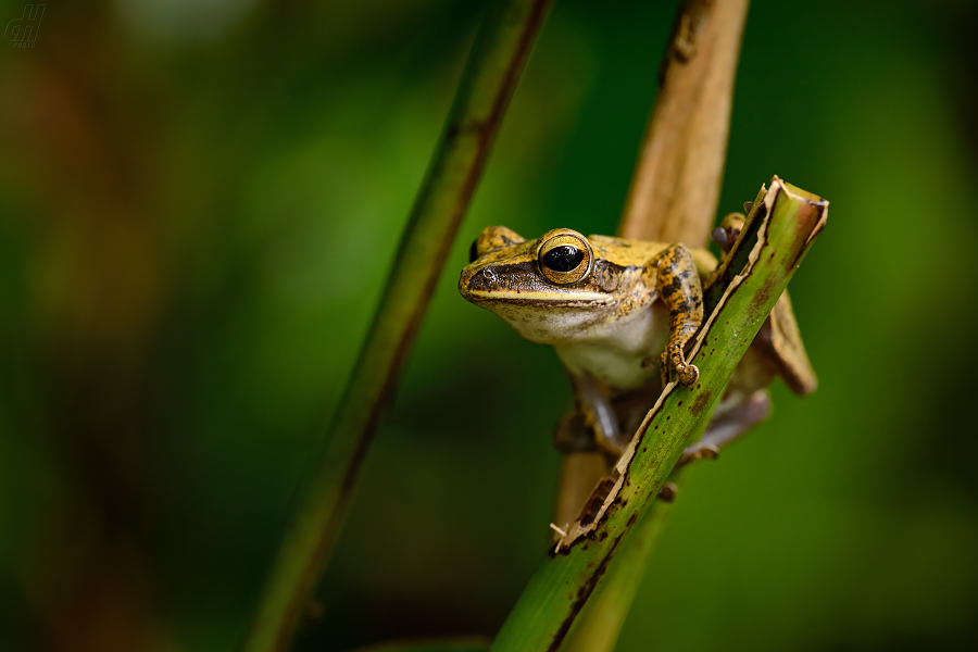 létavka obecná - Polypedates leucomystax